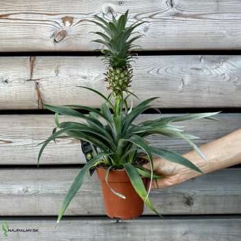 Ananas comosus (Ananás) ´MI AMIGO´, kont. C1L, výška: 20-25 cm